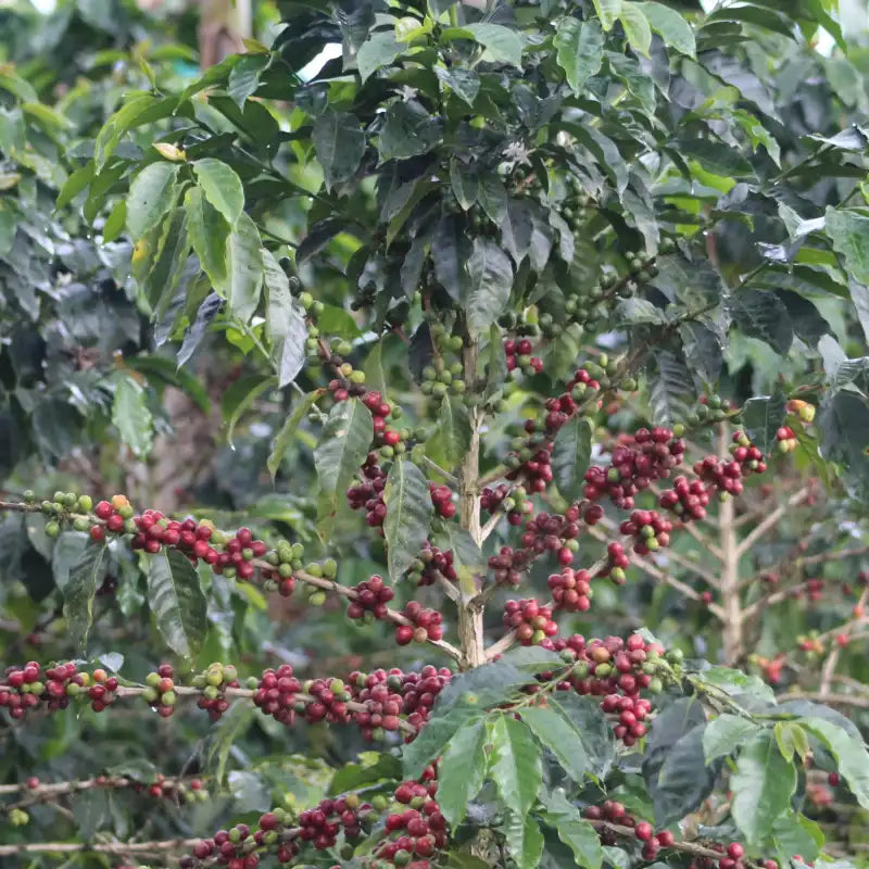 Decaf, Colombia, San Augustin, Watermelon Honey Process