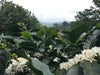 El Salvador, Mena Family, Pacamara Natural