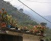 Decaf, Mexico, Chiapas