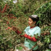 Decaf, Peru, Cerro Blanco, Natural, Water Process